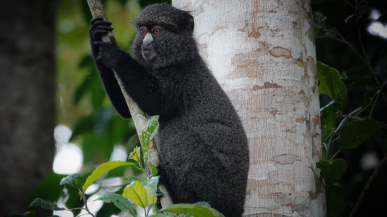 Primates_77