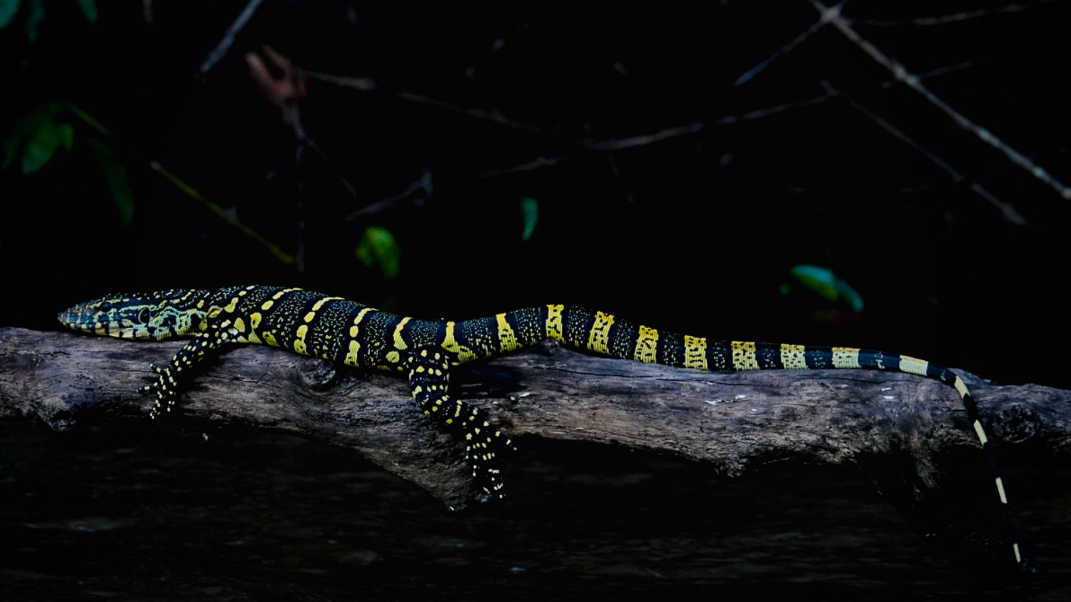 Water-Monitor2
