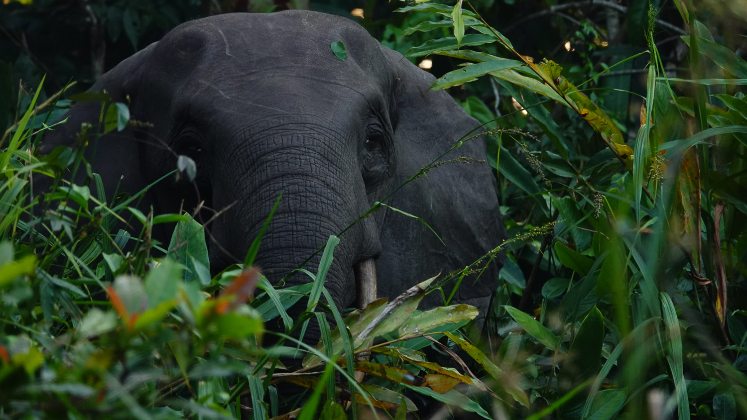 Forest_Elephanat Kerri DePreez Forest_Elephanat Kerri DePreez