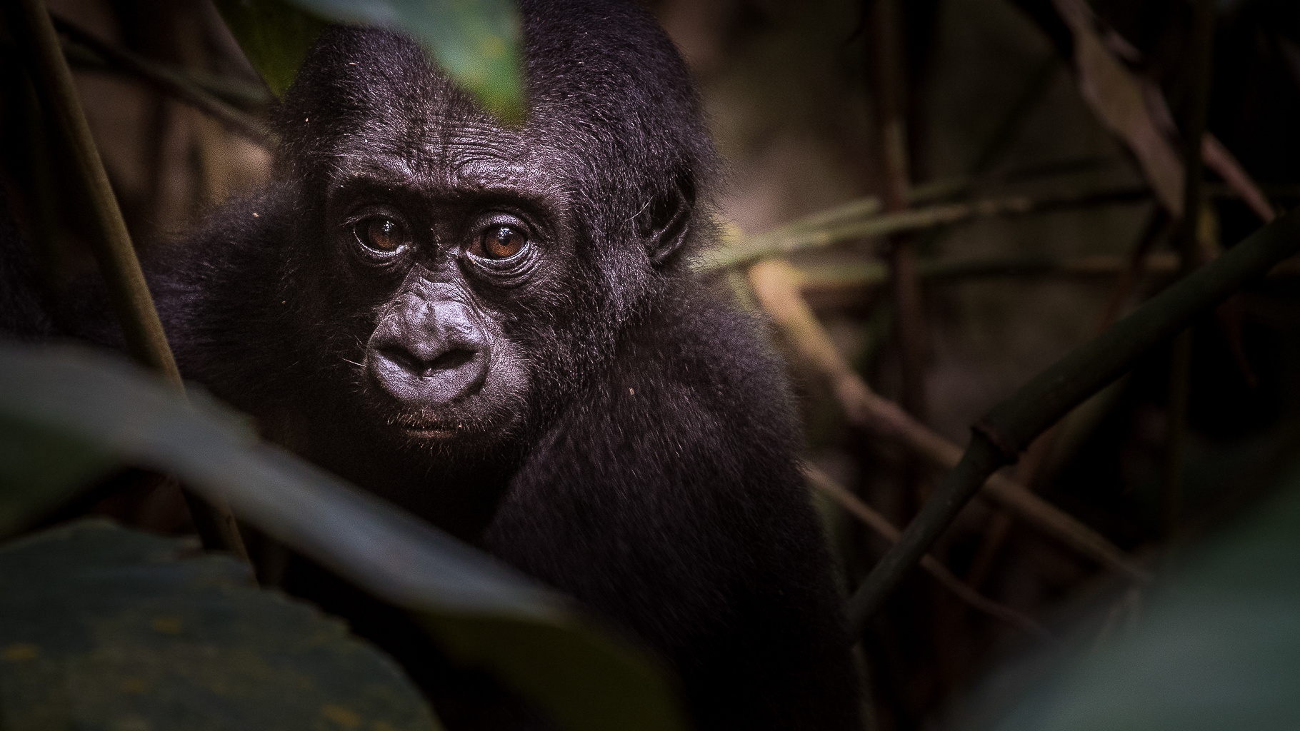 western_lowland-gorilla- cub western_lowland-gorilla- cub